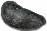 Large, Fossil Whale Ear Bone - South Carolina #301914-1